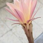 Echinopsis oxygona Flor