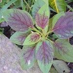 Amaranthus tricolor Foglia