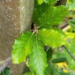 Quercus trojana Feuille