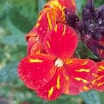 Erysimum × cheiri Fleur