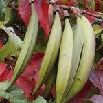 Campsis radicans Fruit