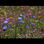 Linum austriacum Fiore