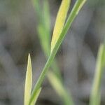 Linum trigynum Leaf