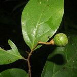 Nectandra umbrosa Fruit