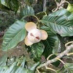 Magnolia hernandezii ഇല