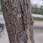 Cercis occidentalis Azala
