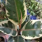 Ficus elastica List