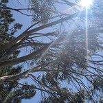 Eucalyptus pauciflora পাতা