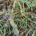 Echium arenarium Leaf