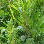 Leucanthemum ircutianum 叶