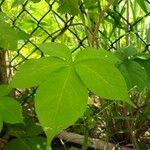 أنواع غير معروفةLeaf