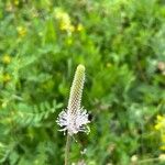 Plantago maxima Flor