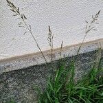 Poa pratensis Dalc'h