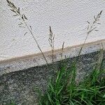 Poa pratensis 整株植物