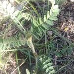 Astragalus hypoglottis Blad