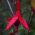 Fuchsia magellanicaBlüte