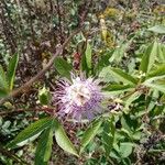 Passiflora incarnata Blatt