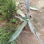 Agave tequilana Leaf