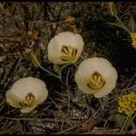 Calochortus leichtlinii Egyéb