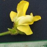 Vigna lasiocarpa Çiçek
