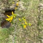 Genista anglica Flower