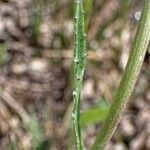 Cirsium tuberosum Blatt