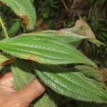 Miconia lacera Leaf