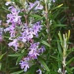 Rosmarinus officinalis Folha