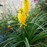 Kniphofia uvariaЦветок