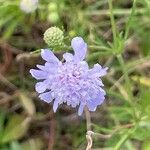 Scabiosa canescens Blüte