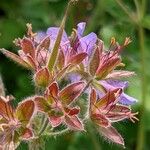 Geranium renardii Flower