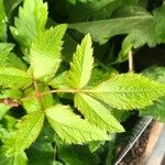 Astilbe thunbergii Blad