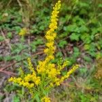 Solidago junceaКветка