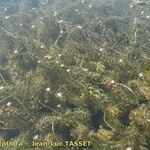 Elodea nuttallii Hábito