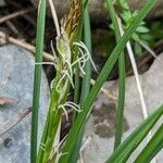 Carex halleriana Blodyn