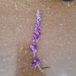 Salvia leucantha Květ