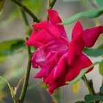 Rosa pendulina Kvet