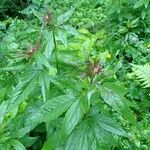 Eupatorium cannabinumЛисток