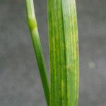 Poa chaixii Feuille