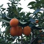 Fortunella japonica Fruit