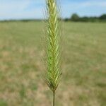 Hordeum secalinum Leht