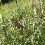 Vicia pannonica 整株植物