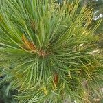 Pinus sibirica Blatt