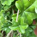 Pelargonium peltatum Hoja