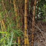 Bambusa vulgaris кора