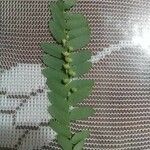 Phyllanthus niruri 葉