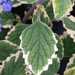 Plectranthus spp. Leaf