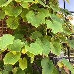 Vitis coignetiae পাতা