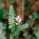 Astragalus pelecinus Sonstige