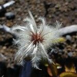 Clematis mauritiana Fruit